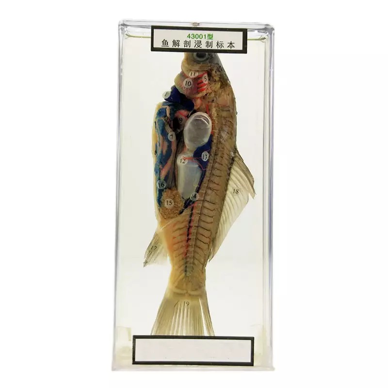 魚解剖浸制標本