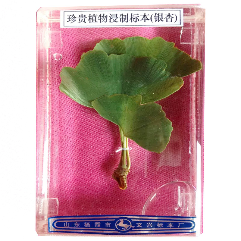 植物浸制標本