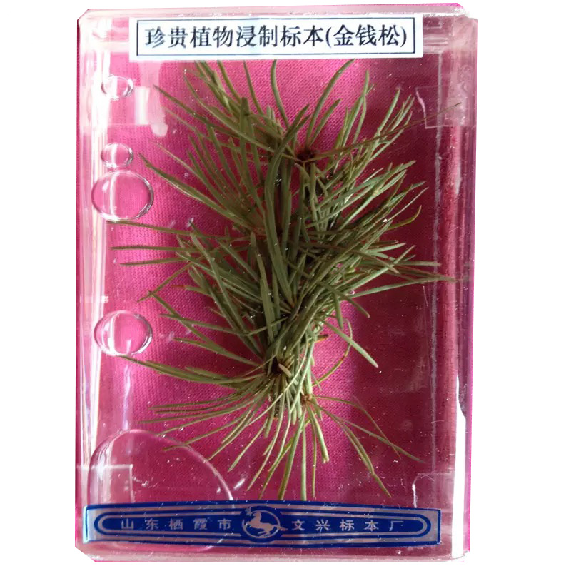 植物浸制標本2